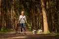 Walk with many dogs on a leash. Dog sitter with different dog breeds in the beautiful forest Royalty Free Stock Photo