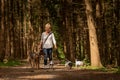 Walk with many dogs on a leash. Dog sitter with different dog breeds in the beautiful forest Royalty Free Stock Photo