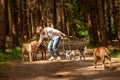 Walk with many dogs on a leash. Dog walker with different dog breeds in the forest Royalty Free Stock Photo