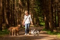 Walk with many dogs on a leash. Dog walker with different dog breeds in the forest Royalty Free Stock Photo