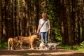 Walk with many dogs on a leash. Dog sitter with different dog breeds in the beautiful forest Royalty Free Stock Photo