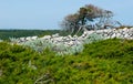 Walk among maquis shrubland, Bonifacio, Corsica, France Royalty Free Stock Photo