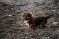 Walk with mix breed dog in fresh air in nature. Portrait of charming fluffy brown and white pet pooch with orange harness on beach Royalty Free Stock Photo