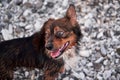 Walk with mongrel in fresh air. Charming cute mestizo puppy. Portrait of small smiling dog without breed on background of pebbles