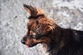 Walk with mongrel in fresh air. Charming cute mestizo puppy. Portrait of small smiling dog without breed on background of pebbles