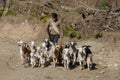 A Walk with My Goats