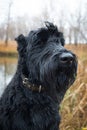 Black giant schnauzer. Portrait of a pet