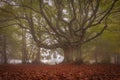 A walk in nature among the secular beech trees of Canfaito with fog, a large plateau situated on the slopes of Monte San Vicino Royalty Free Stock Photo