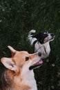 Charming Welsh corgi Pembroke Tricolor sits next to his best friend white and black smooth haired Jack Russell Terrier and smiles