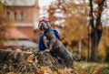 Walk in the park with the dog. A dog in a superhero costume.