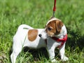 Walk in the park funny cute little dog leash - harness Royalty Free Stock Photo