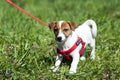 Walk in the park funny cute little dog leash - harness Royalty Free Stock Photo