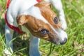 Walk in the park funny cute little dog leash - harness Royalty Free Stock Photo