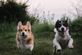 Walk in park with two purebred dogs. Pembroke Tricolor Welsh Corgi and black and white smooth haired Jack Russell Terrier run Royalty Free Stock Photo