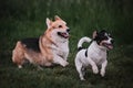 Walk in park with two purebred dogs. Pembroke Tricolor Welsh Corgi and black and white smooth haired Jack Russell Terrier run Royalty Free Stock Photo