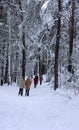 The walk in the park - winter