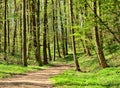 Path in a green park