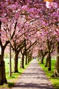 Walk path surrounded with blossoming plum trees Royalty Free Stock Photo