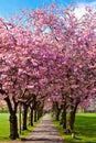 Walk path surrounded with blossoming plum trees Royalty Free Stock Photo