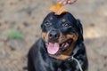 A walk with a pet. Rottweiler dog. A woman`s hand holds a fallen