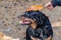 A walk with a pet. Rottweiler dog. A woman`s hand holds a fallen leaf over her pet`s head