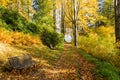 Walk through the pine forest along a narrow winding road. There is amazing silence everywhere, just the noise of trees. A deep Royalty Free Stock Photo