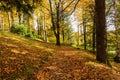 Walk through the pine forest along a narrow winding road. There is amazing silence everywhere, just the noise of trees. A deep Royalty Free Stock Photo