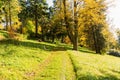 Walk through the pine forest along a narrow winding road. There is amazing silence everywhere, just the noise of trees. A deep Royalty Free Stock Photo