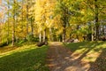 Walk through the pine forest along a narrow winding road. There is amazing silence everywhere, just the noise of trees. A deep Royalty Free Stock Photo