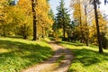 Walk through the pine forest along a narrow winding road. There is amazing silence everywhere, just the noise of trees. A deep Royalty Free Stock Photo