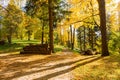 Walk through the pine forest along a narrow winding road. There is amazing silence everywhere, just the noise of trees. A deep Royalty Free Stock Photo