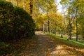 Walk through the pine forest along a narrow winding road. There is amazing silence everywhere, just the noise of trees. A deep Royalty Free Stock Photo