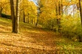 Walk through the pine forest along a narrow winding road. There is amazing silence everywhere, just the noise of trees. A deep Royalty Free Stock Photo