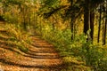 Walk through the pine forest along a narrow winding road. There is amazing silence everywhere, just the noise of trees. A deep Royalty Free Stock Photo