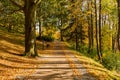 Walk through the pine forest along a narrow winding road. There is amazing silence everywhere, just the noise of trees. A deep Royalty Free Stock Photo