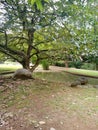 walk in a place where there are lots of trees and there is a lake