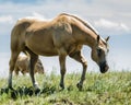 A Walk on the Prairie