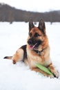 Walk and relax with dog in fresh air in winter park. German shepherd of black and red color lies in snow and smiles, and next to Royalty Free Stock Photo