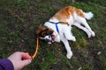 After the walk, Saint Bernard dog laying on the lawn panting in Farrel-McWhirter Farm Park, Redmond, WA