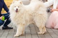 White Samoyed dog Royalty Free Stock Photo