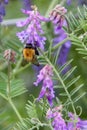 Bumblebee Harvests Pollen Among Scottish Wildflowers