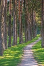 A walk in silence in the park zone of the Mir Castle complex along a path among tall green pines on a sunny autumn day