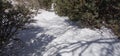 Walk Through the Snow, Pink Manzanita Arctostaphylos Pringlei Royalty Free Stock Photo