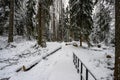 beautiful winter forest. beautiful snowy tree branches