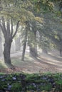 A walk in the spring outside the swedish countryside Royalty Free Stock Photo