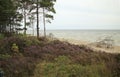 Walk in the summer garden along the path that leads among the sea and glades of heather and pine trees. Royalty Free Stock Photo