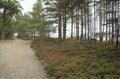 Walk in the summer garden along the path that leads among thesea and glades of heather and pine trees. Royalty Free Stock Photo