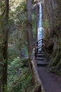 A walk to the Marymere Falls, Olympic Peninsula, USA Royalty Free Stock Photo