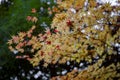 Walk under the foliage of maples Momiji Gari Japan