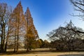 Walk under the foliage of maples Momiji Gari Japan